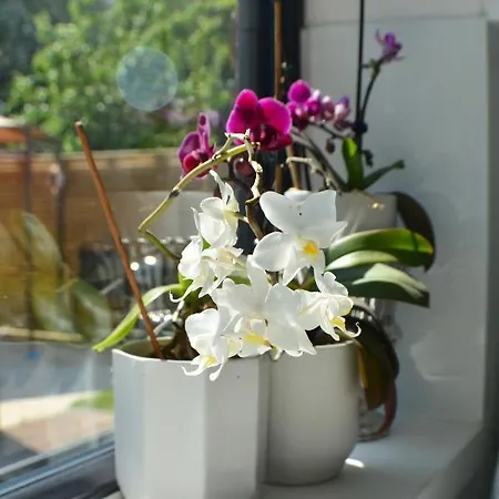 Pearl Cottage Leeds- Detached Two Bed Cottage, Large Private Gardens *